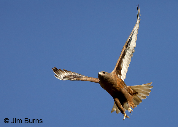 Ferruginous Hawk dark morph adult--3075
